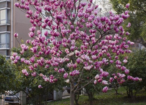 紫玉兰树一年开几次花