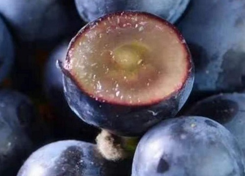 葡萄种子怎么发芽育苗的  葡萄籽快速催芽种植方法