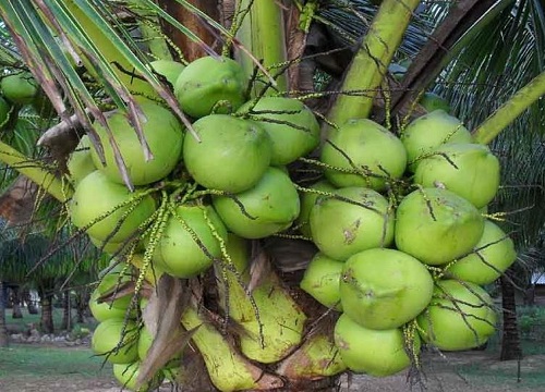 椰子品种