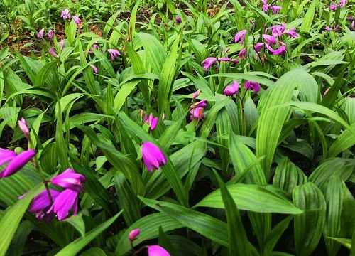 十大矮种兰花图片 最好养易开花的矮小兰花品种