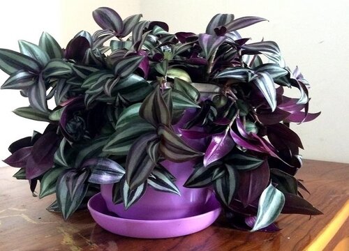 紫罗兰可以放客厅吗 紫罗兰盆栽摆放位置讲究