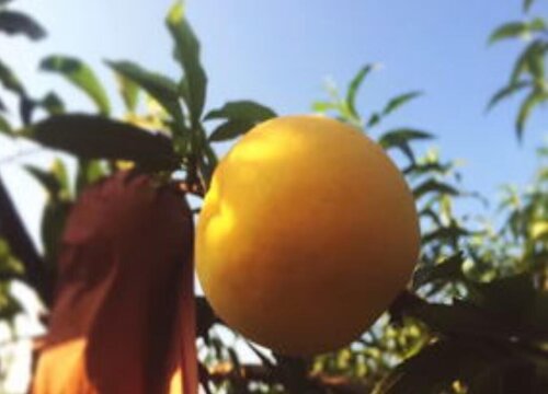 黄桃几月份成熟上市