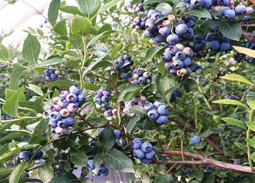 蓝莓冬天落叶吗