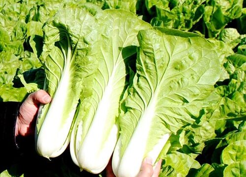 小白菜是什么菜 植物说