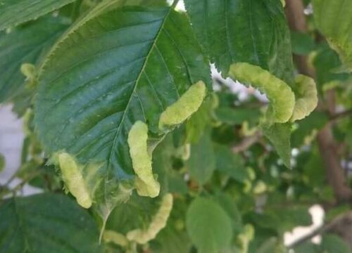 樱桃树病虫害防治方法与技术措施