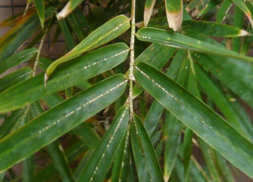 竹子病虫害防治技术与方法