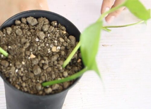 绿萝扦插快速生根方法 绿萝水培和土培扦插繁殖方法