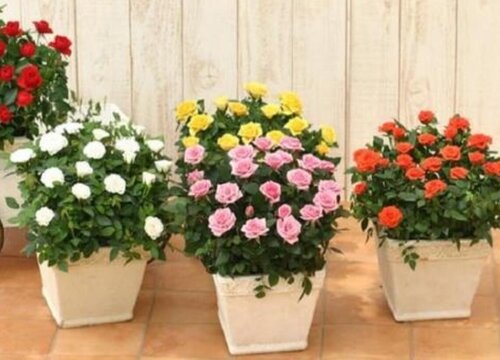 蔷薇属植物有哪些品种 常见蔷薇科蔷薇属花卉植物