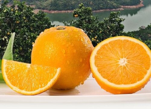冰糖橙介绍（黔阳与麻阳产地的冰糖橙种植与成熟时间）