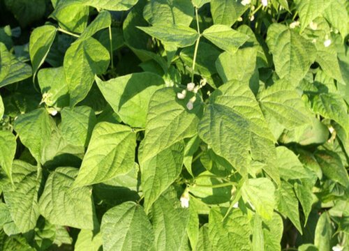 饭豆的种植方法和时间 高产种植技术及管理要点