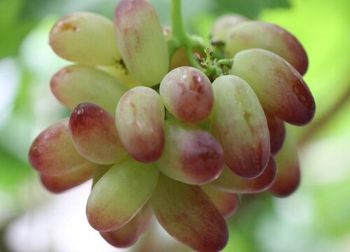 晚熟葡萄品种有哪些（最晚成熟葡萄苗新品种介绍）