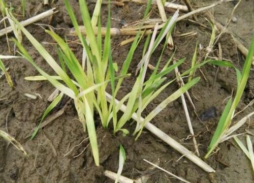 旱稻生长期多少天