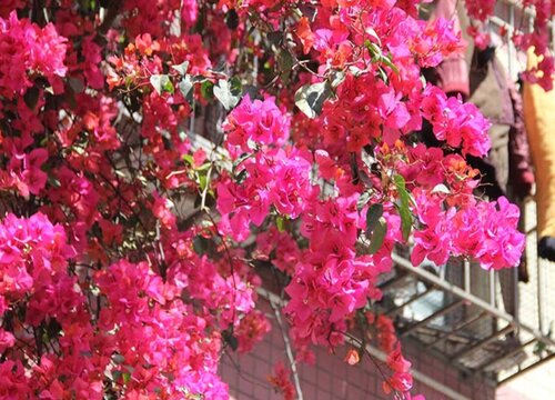 江门的市花是什么花 勒杜鹃的花语寓意