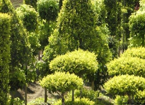 园林苗木用什么复合肥效果好绿化树木施什么肥料最好 植物说