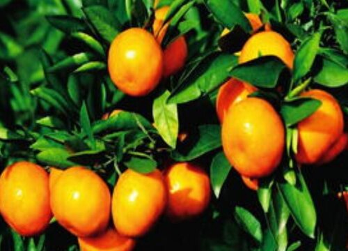 柑橘施什么肥可以增加甜度（柑橘施叶面肥果子会很甜）