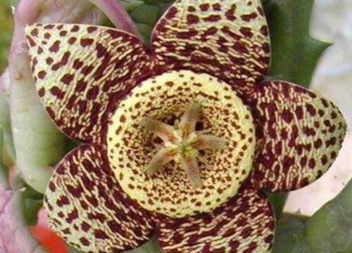 豹纹花是什么植物 属于什么科植物