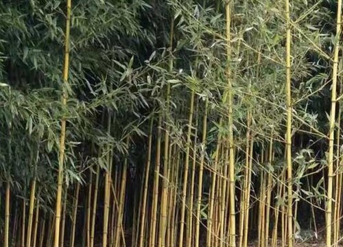 竹子是什么季节的植物 竹子是哪个节气生长的
