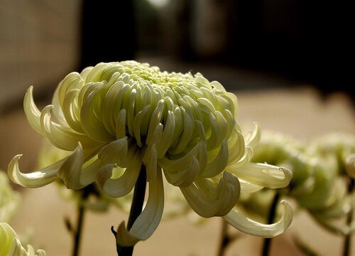 龙爪菊什么时候开花 种多长时间开花