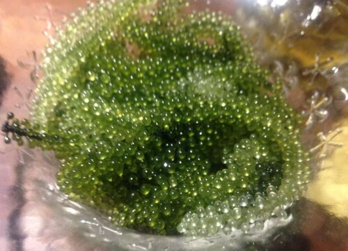 葡萄藻怎么养长的好