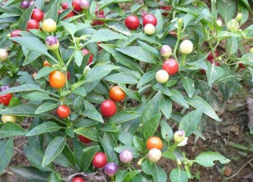 彩椒种植时间和方法