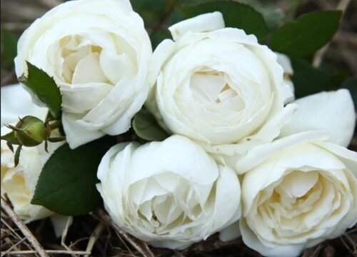 白玫瑰4