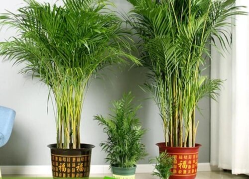盆栽竹子的种类  有哪些品种