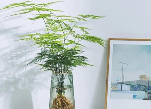 水养文竹怎么养才能更旺盛