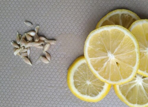 柠檬种子怎么发芽快 种子泡多久才发芽