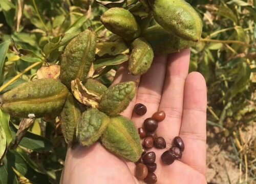 芍药种子的种植方法和时间什么时候栽种合适