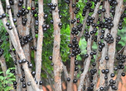 树葡萄的种植方法和技术