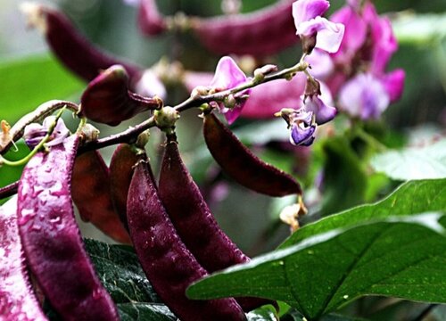 红扁豆种植时间和方法