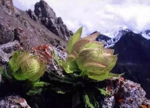 天山雪莲是国家保护植物吗