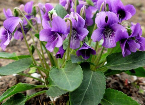 紫花地丁一年开几次花 什么时候开花