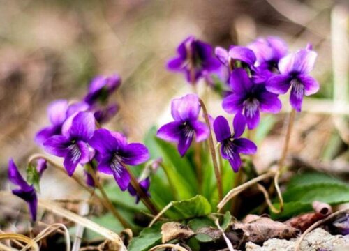 紫花地丁什么时候开花 开花时间与季节