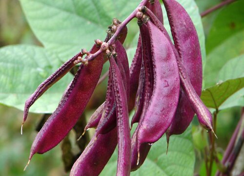 秋眉豆的种植方法和时间 什么时候种植合适