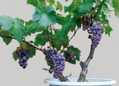 盆栽葡萄的养殖方法和注意事项
