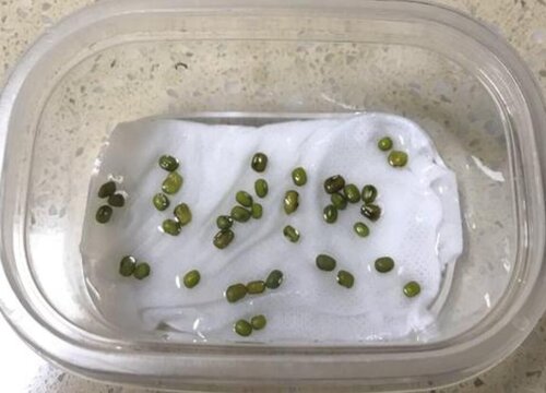 水培绿豆的方法与步骤 如何用水培养绿豆