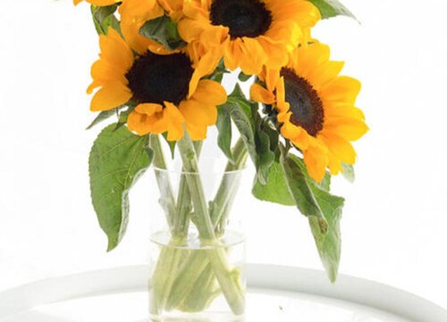 向日葵怎么插花瓶好看图片 插花瓶的向日葵养护方法