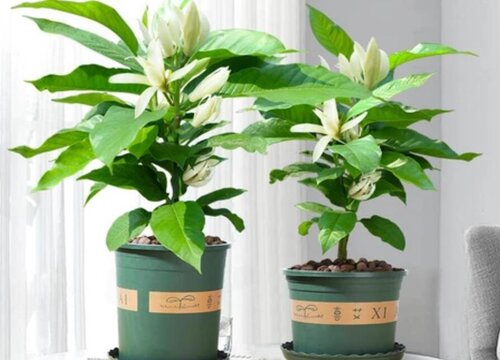 玉兰花盆栽好养吗 在家里如何栽种和养护