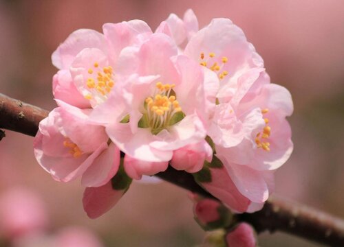 杏树什么时候开花 几月份开花