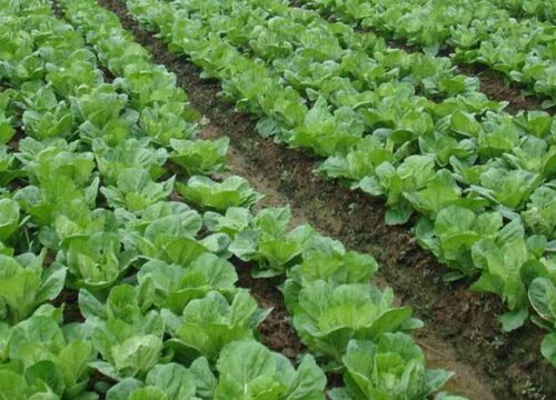大白菜种植技术与管理