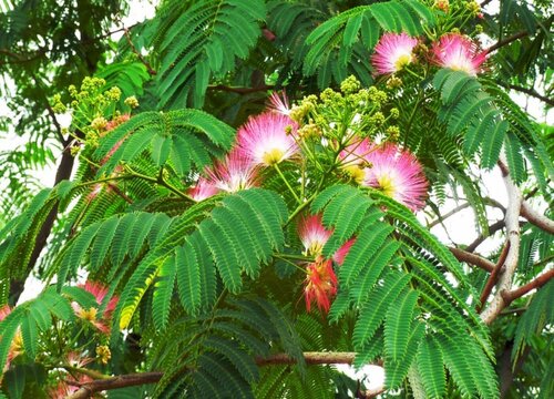 芙蓉树什么时候开花 开花的季节是几月