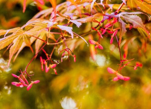 红枫树冬天落叶吗