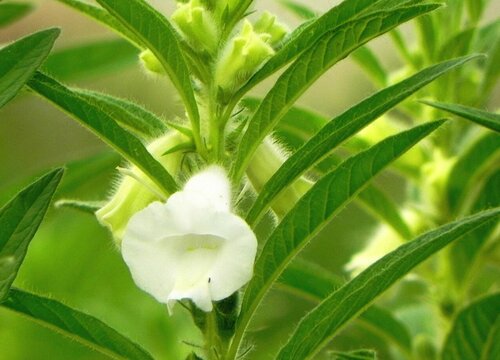 芝麻在苗期,生長期,結果期都可以進行追肥,及時追肥能及時補充養分,讓