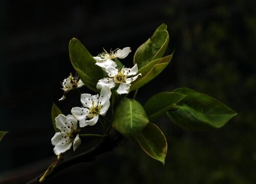 李树什么时候开花 开花季节是几月
