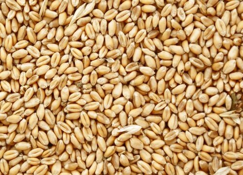 强筋小麦品种排名 优质强筋小麦品种排行榜及介绍