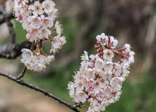樱桃树开花吗 开花图片欣赏