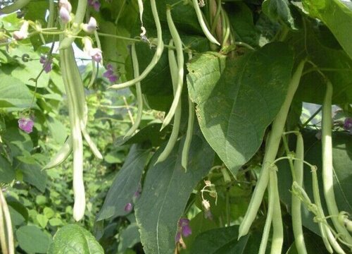 春季豆角种植时间和方法