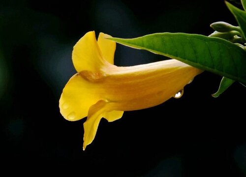 黄蝉花怎么养护花开不断颜色漂亮