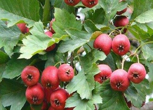 粗纤维的水果有哪些 膳食纤维含量高的水果